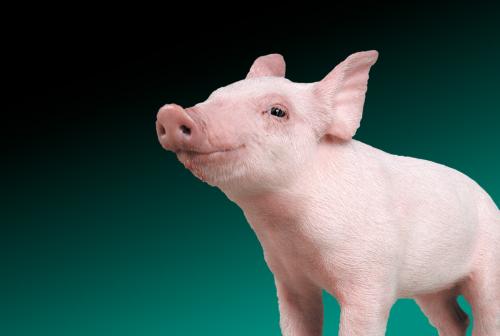 Schweine