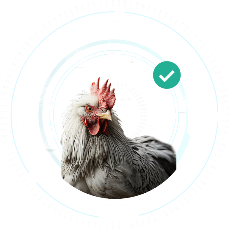 Why Stienen for poultry
