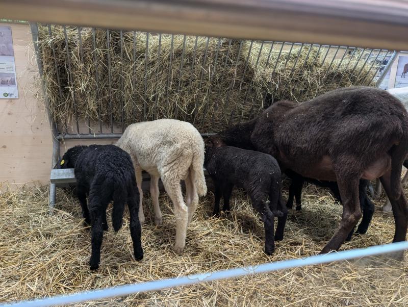 EuroTier 2024 Highlights - 12