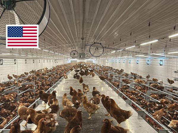Poultry Farm Vital Farms Texas