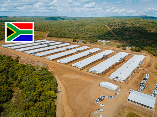 Pluimveestal Tahila Broilers 