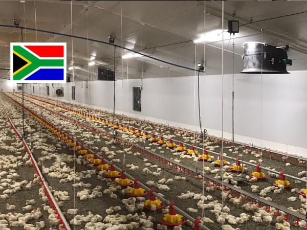 Geflügelstall Brandvlei Chickens