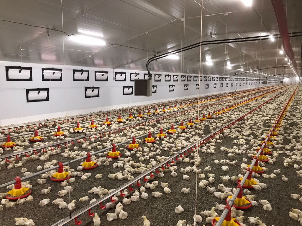 Brandvlei Chickens South Africa Stienen Bedrijfselektronica B.V.