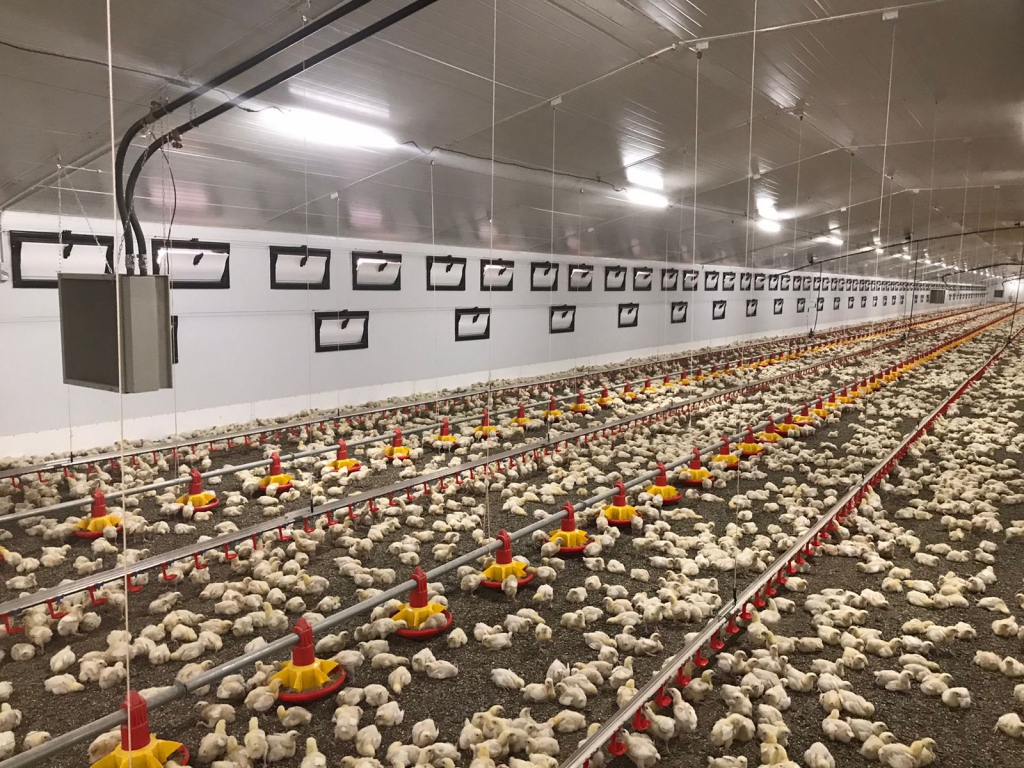 Brandvlei Chickens South Africa Stienen Bedrijfselektronica B.V.