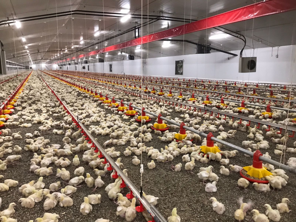 Brandvlei Chickens South Africa Stienen Bedrijfselektronica B.V.